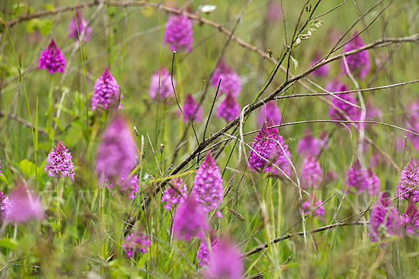 Hundswurz (Anacamptis pyramidalis)