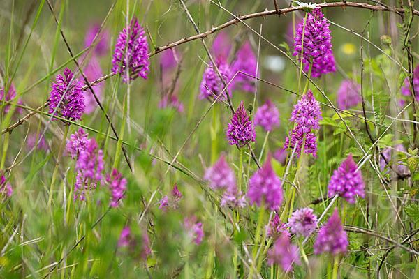 Hundswurz (Anacamptis pyramidalis)