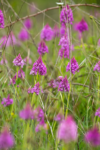 Hundswurz (Anacamptis pyramidalis)