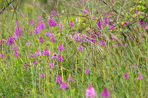 Hundswurz (Anacamptis pyramidalis)