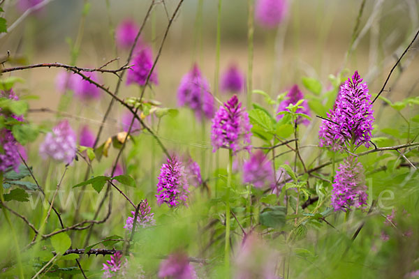 Hundswurz (Anacamptis pyramidalis)