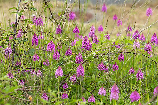 Hundswurz (Anacamptis pyramidalis)