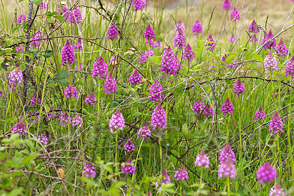 Hundswurz (Anacamptis pyramidalis)