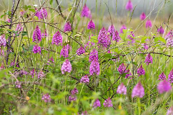 Hundswurz (Anacamptis pyramidalis)