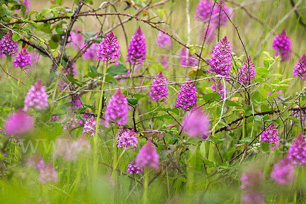 Hundswurz (Anacamptis pyramidalis)