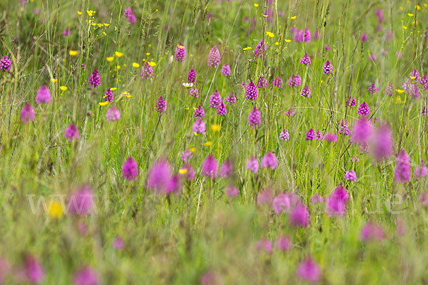 Hundswurz (Anacamptis pyramidalis)