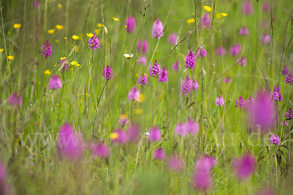 Hundswurz (Anacamptis pyramidalis)