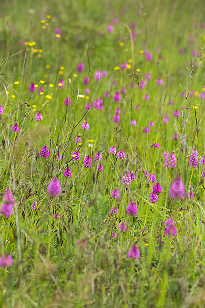 Hundswurz (Anacamptis pyramidalis)