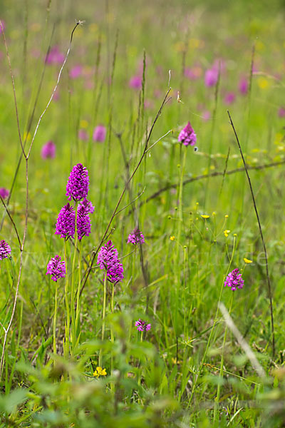 Hundswurz (Anacamptis pyramidalis)