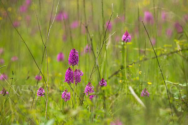 Hundswurz (Anacamptis pyramidalis)