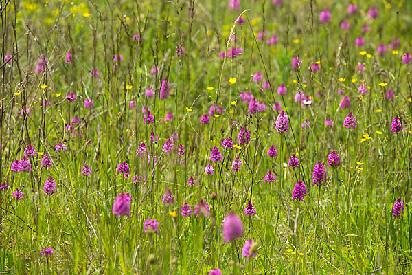 Hundswurz (Anacamptis pyramidalis)