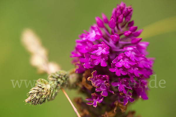 Hundswurz (Anacamptis pyramidalis)