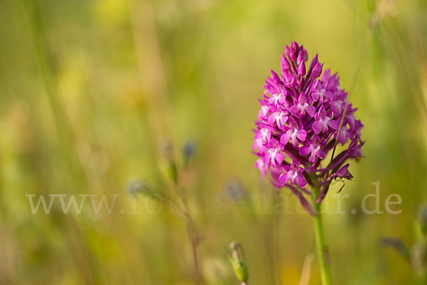 Hundswurz (Anacamptis pyramidalis)