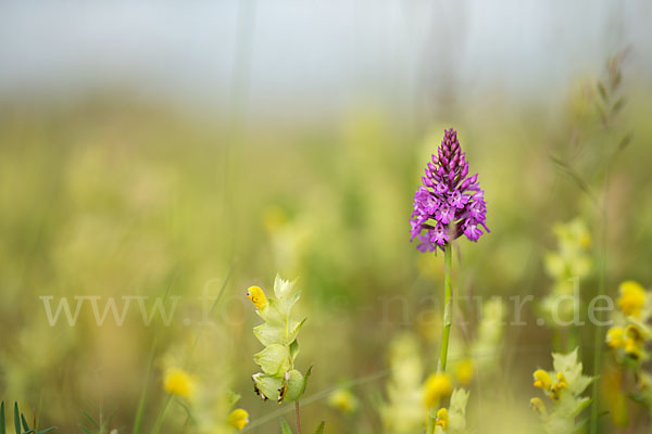 Hundswurz (Anacamptis pyramidalis)