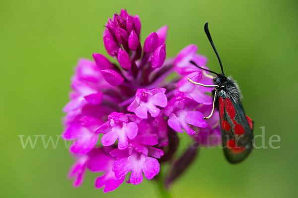 Hundswurz (Anacamptis pyramidalis)