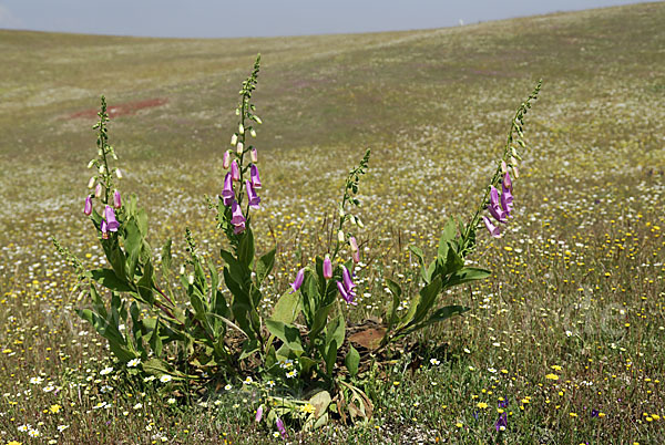 Iberischer Fingerhut (Digitalis thapsi)