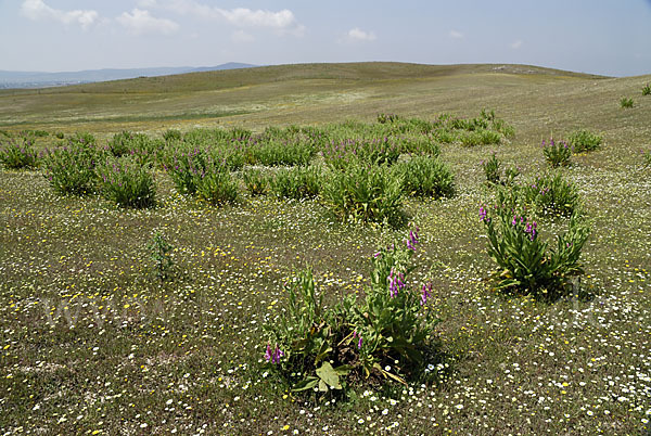 Iberischer Fingerhut (Digitalis thapsi)