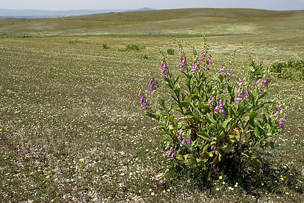 Iberischer Fingerhut (Digitalis thapsi)