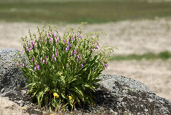 Iberischer Fingerhut (Digitalis thapsi)