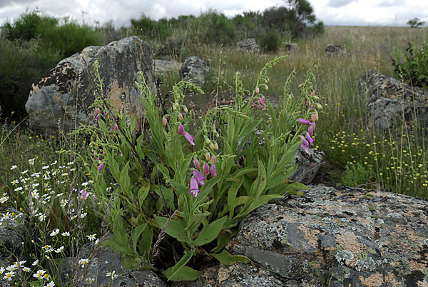 Iberischer Fingerhut (Digitalis thapsi)