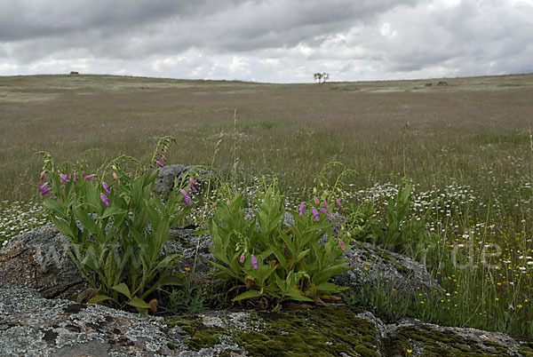 Iberischer Fingerhut (Digitalis thapsi)