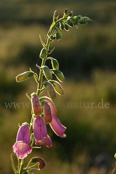 Iberischer Fingerhut (Digitalis thapsi)