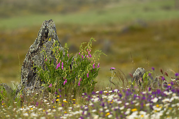 Iberischer Fingerhut (Digitalis thapsi)