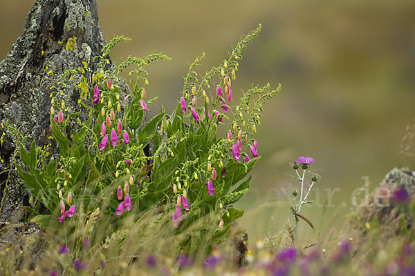 Iberischer Fingerhut (Digitalis thapsi)