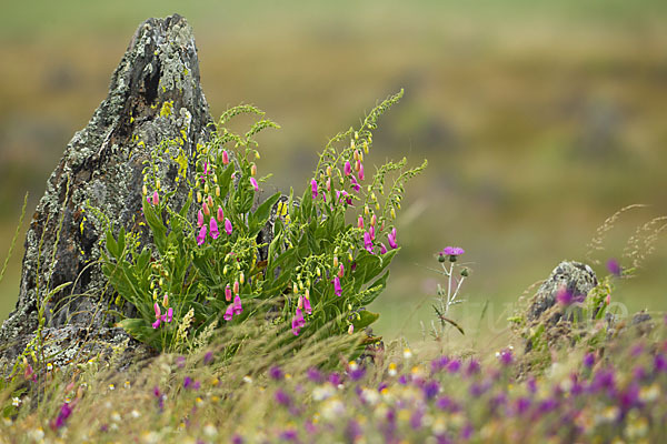 Iberischer Fingerhut (Digitalis thapsi)
