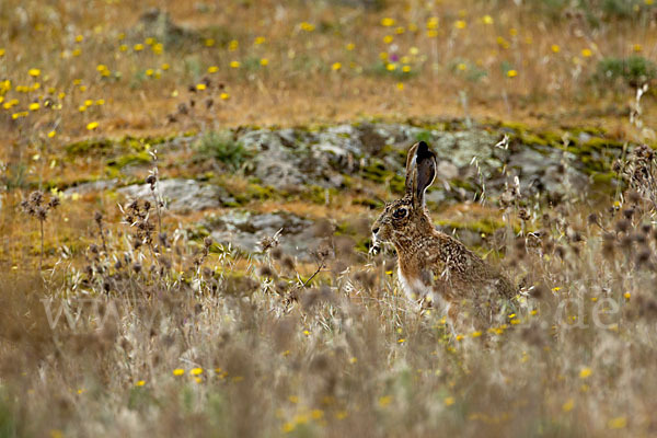 Iberischer Hase (Lepus granatensis)