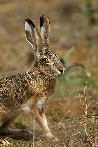 Iberischer Hase (Lepus granatensis)