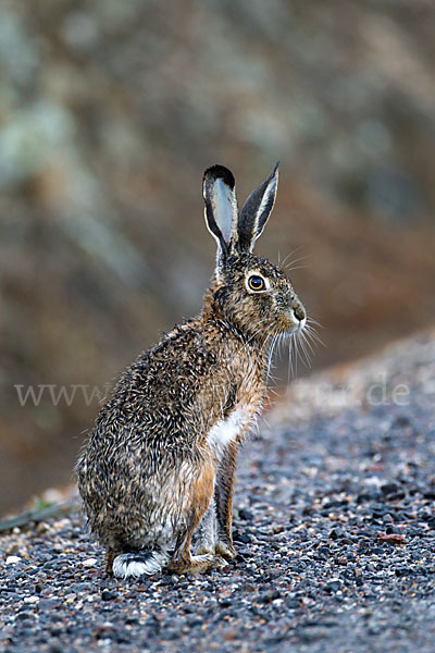 Iberischer Hase (Lepus granatensis)