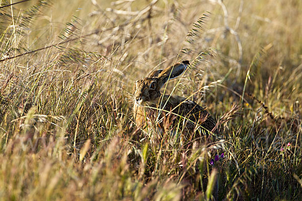 Iberischer Hase (Lepus granatensis)