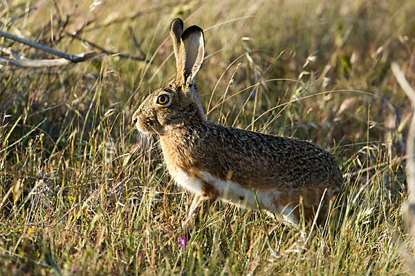 Iberischer Hase (Lepus granatensis)