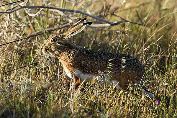 Iberischer Hase (Lepus granatensis)