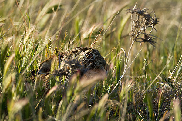 Iberischer Hase (Lepus granatensis)