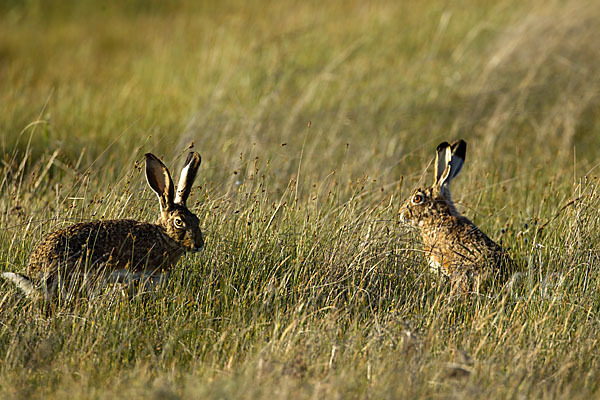 Iberischer Hase (Lepus granatensis)