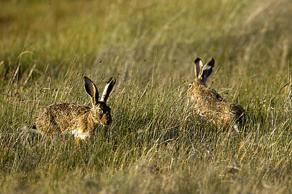 Iberischer Hase (Lepus granatensis)