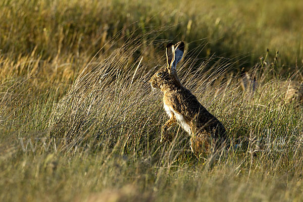 Iberischer Hase (Lepus granatensis)