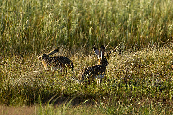 Iberischer Hase (Lepus granatensis)