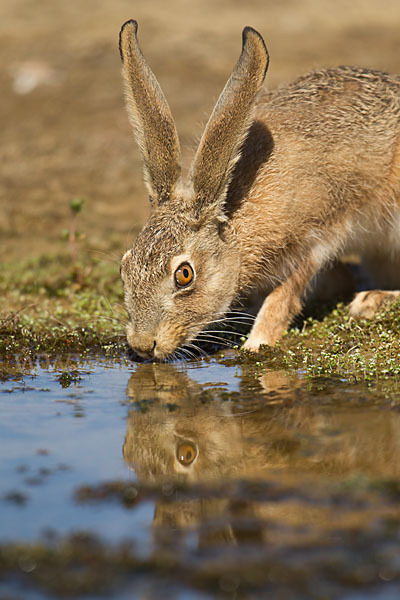 Iberischer Hase (Lepus granatensis)