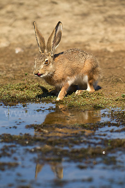 Iberischer Hase (Lepus granatensis)