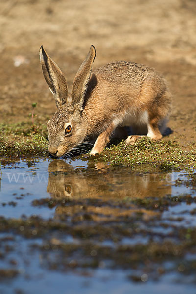 Iberischer Hase (Lepus granatensis)