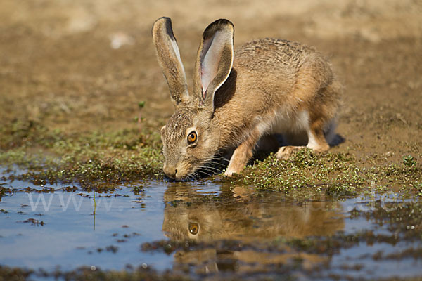 Iberischer Hase (Lepus granatensis)