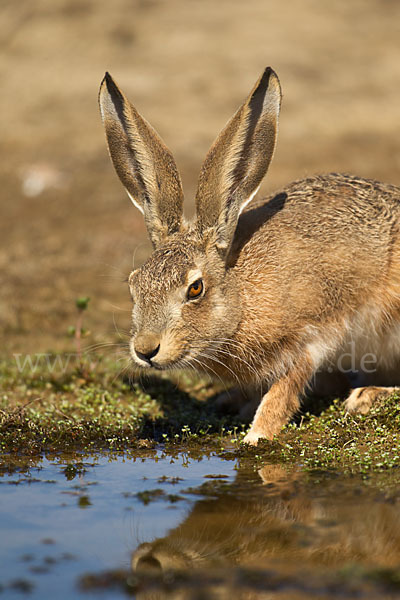 Iberischer Hase (Lepus granatensis)