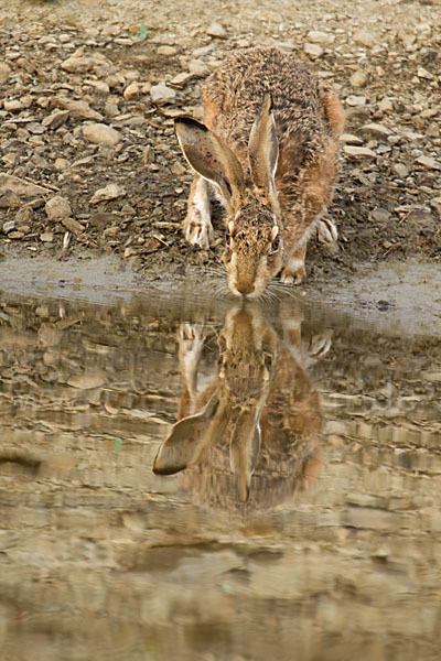 Iberischer Hase (Lepus granatensis)