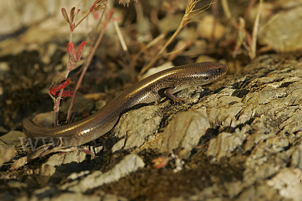 Iberischer Walzenskink (Chalcides bedriagai)