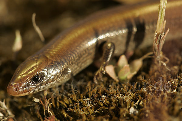 Iberischer Walzenskink (Chalcides bedriagai)