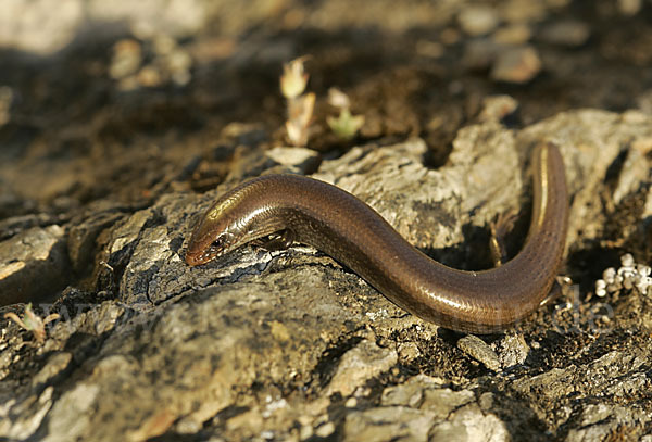 Iberischer Walzenskink (Chalcides bedriagai)