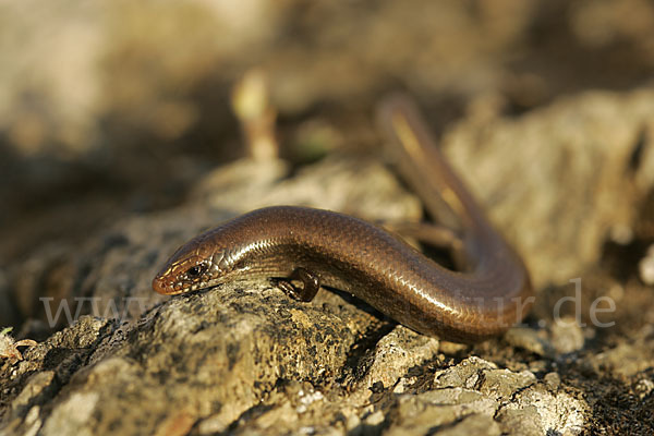 Iberischer Walzenskink (Chalcides bedriagai)